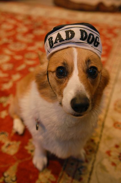 BAD DOG?!_f0227709_9495100.jpg