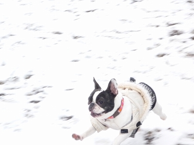 さくら、雪初体験_b0207912_15293834.jpg