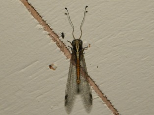お初見: ツノトンボ_c0211615_1227334.jpg