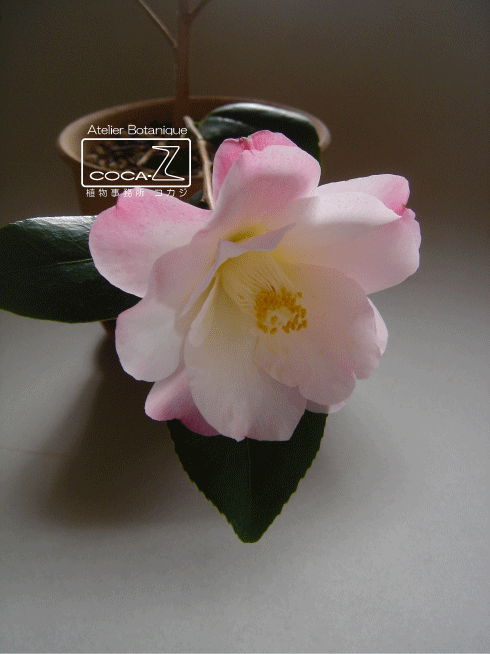b0160123_12242725.gif