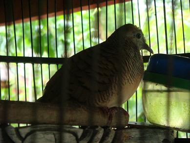 来客を知らせてくれる鳥 ティティラン Titiran Peliharaan Para Dewa_a0120328_16383453.jpg