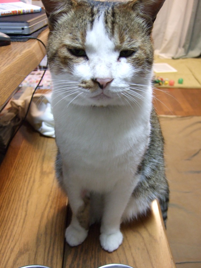 デカニャンコ_b0060239_172377.jpg