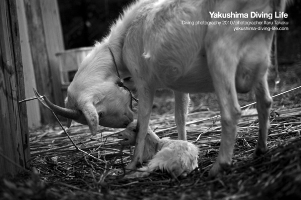 ヤギの出産_b0186442_19331041.jpg