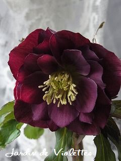 e0118257_17594070.jpg