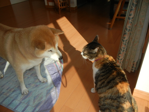 2月12日(土)マイ・フェアボーイ_f0060461_22342164.jpg