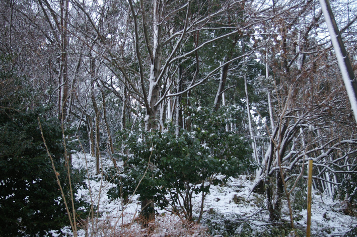 六国見山（高野台）はまるで雪国、凍結が心配だ！（２・１２）_c0014967_12241020.jpg