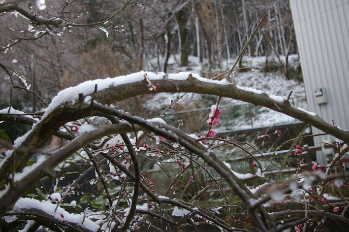 六国見山（高野台）はまるで雪国、凍結が心配だ！（２・１２）_c0014967_12261226.jpg