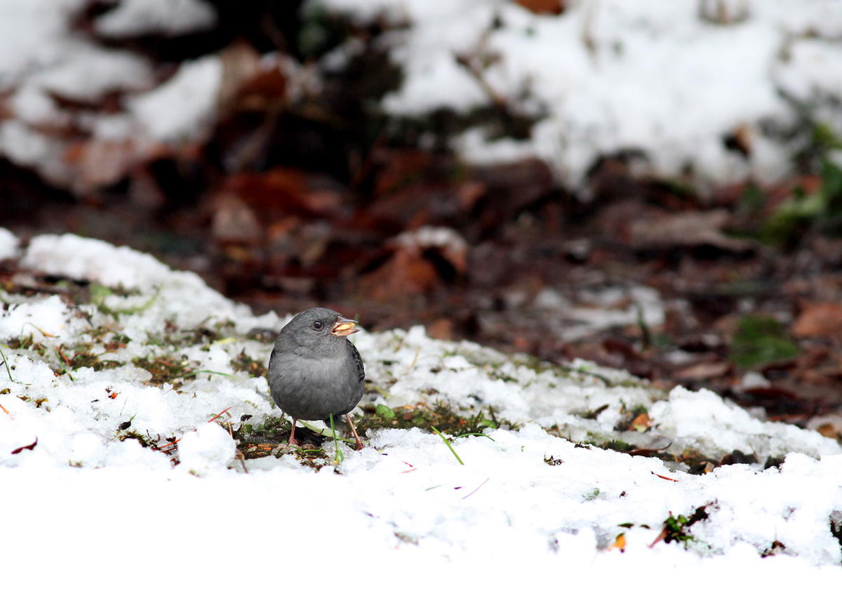 雪の中のクロジさん！_f0215767_17125134.jpg