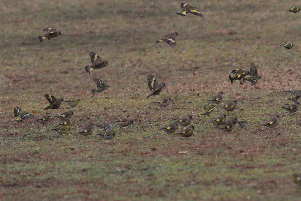 マヒワとカワラヒワの混生群れを楽しむ。　　2011.2.11埼玉県　　_a0146869_1520465.jpg