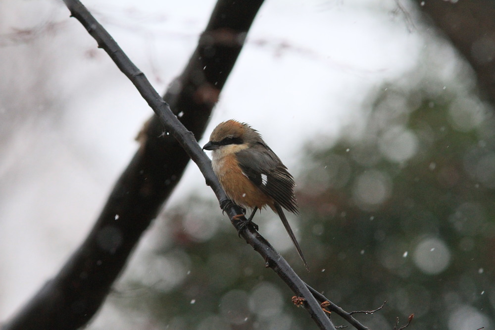 マヒワとカワラヒワの混生群れを楽しむ。　　2011.2.11埼玉県　　_a0146869_15234234.jpg