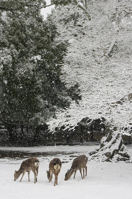 2/11　　奈良積雪　　飛火野_f0014971_23354955.jpg