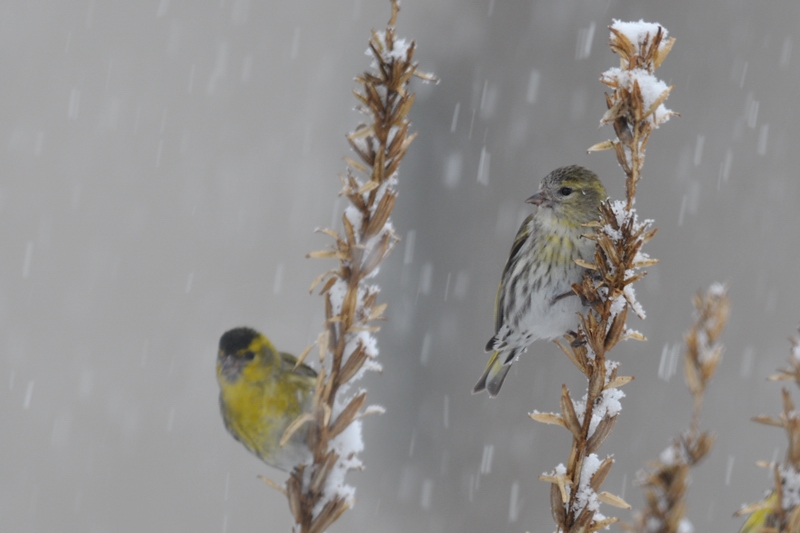 雪の中のマヒワ_f0053272_21173244.jpg