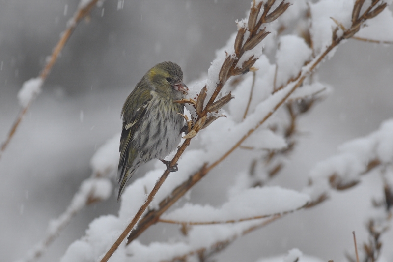 雪の中のマヒワ_f0053272_2121352.jpg