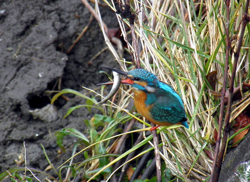 恩田川の鳥たち_e0086880_20172725.jpg