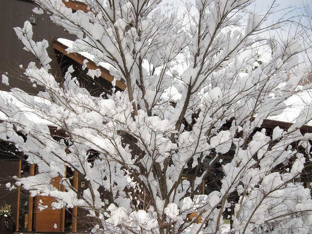 ちょっとアスペンに来ています。_d0133485_1752797.jpg