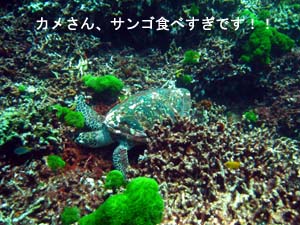 念願のシミランダイビング♪_f0144385_2254680.jpg
