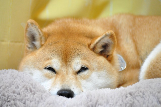 我が物顔で_a0126590_10125499.jpg