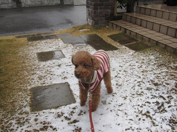 雪の日は家におこもり、裂き織りしています_b0186899_16474045.jpg