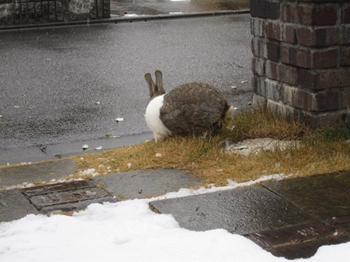 雪の日は家におこもり、裂き織りしています_b0186899_16503810.jpg