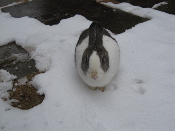 雪の日は家におこもり、裂き織りしています_b0186899_16505687.jpg