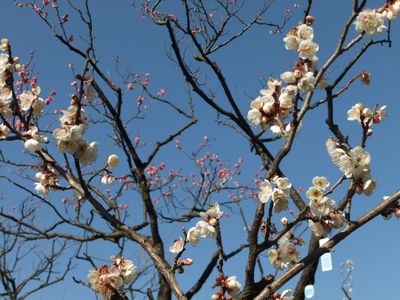 2011年「せたがや梅まつり」開花情報♯4_f0120102_12346100.jpg