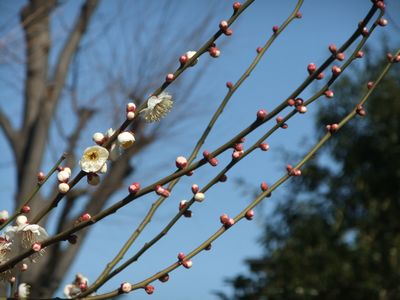 2011年「せたがや梅まつり」開花情報♯4_f0120102_1244528.jpg