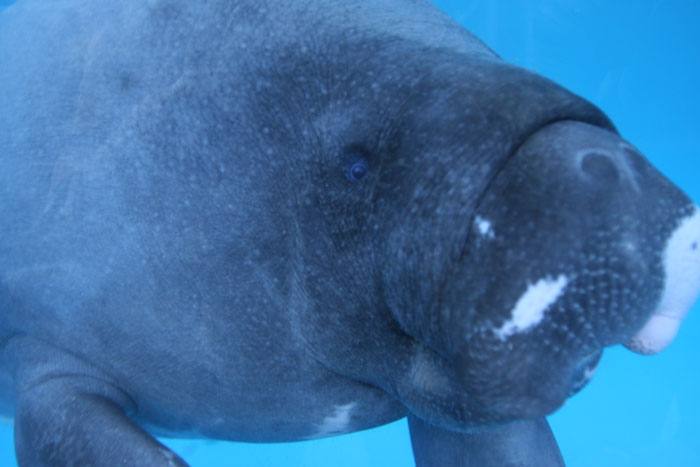 アマゾンマナティー 水族館ふりーく アマゾンマナティー 水族館ふりーく