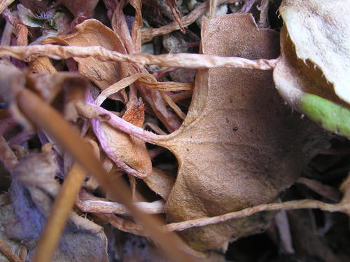 c0156104_07172.jpg