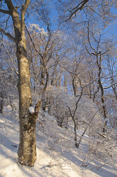 雪のち、晴れ_d0094105_18154638.jpg