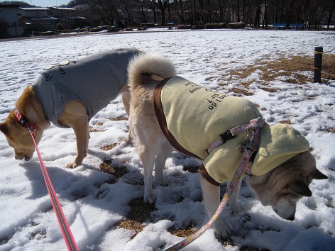 雪は降っても春近し_f0057509_20112175.jpg