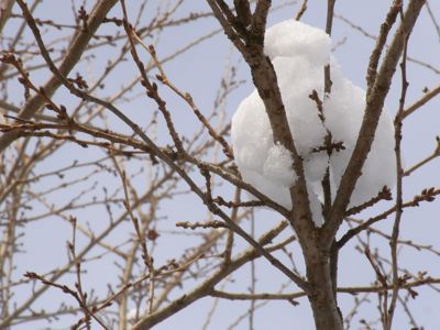 大雪が過ぎて。_d0108212_2225825.jpg