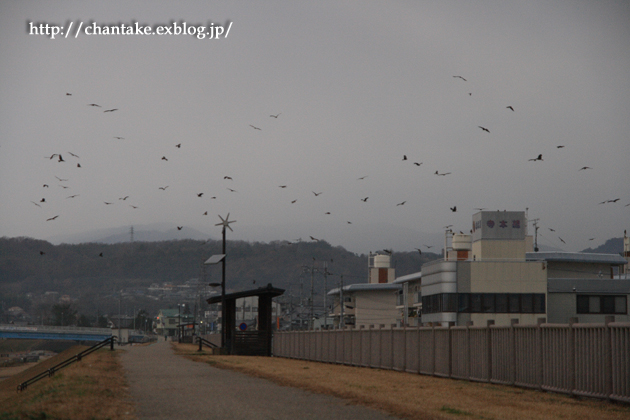 吉野川のトビ_c0189013_930361.jpg