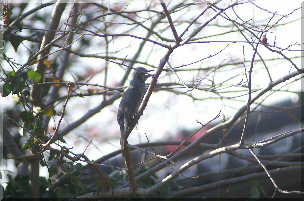 《昨日の晩ご飯はこんなカレーにしました＾＾／おやつは焼き芋です～♪／風景／野鳥》_b0033423_192159.jpg