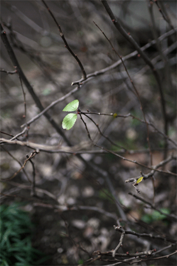 e0205625_2116193.gif