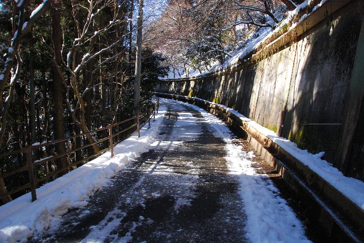 四阿屋山の福寿草園_a0156838_1355459.jpg