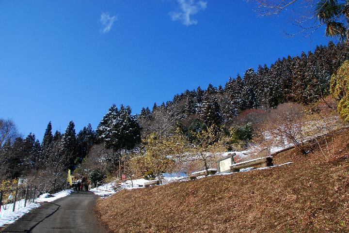 四阿屋山の福寿草園_a0156838_1357686.jpg