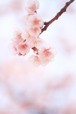 熱海桜_d0021739_219397.jpg
