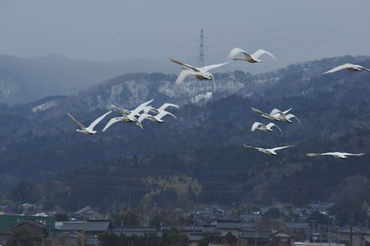 白鳥の里(2)_c0093046_101380.jpg