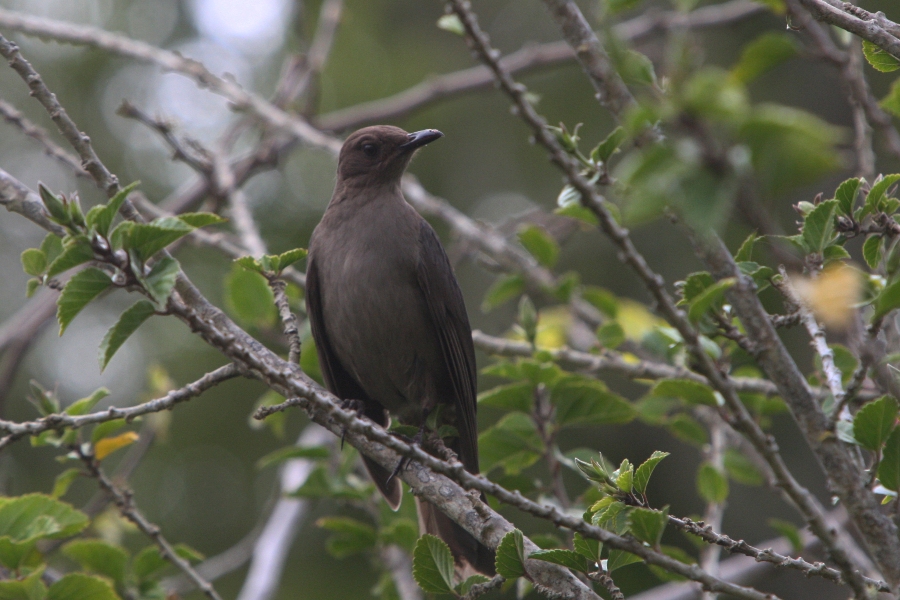 コスタリカの鳥たち ４ 還暦からのネイチャーフォト