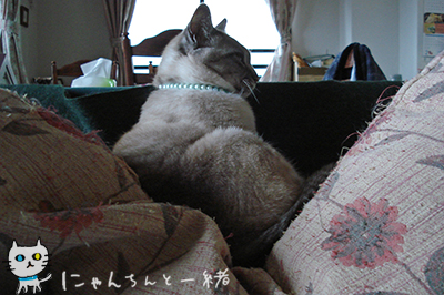今日の寝姿_e0031853_21241318.jpg