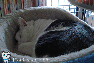 今日の寝姿_e0031853_21242694.jpg