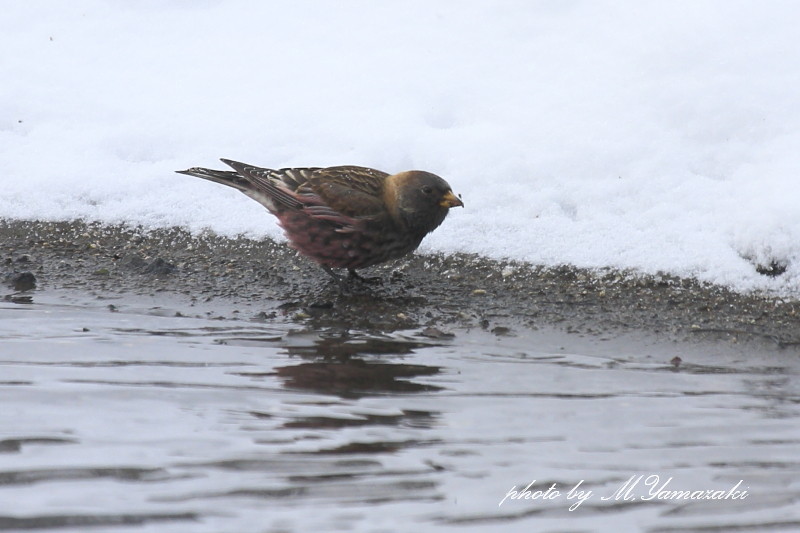 雪のハギマシコ_c0217255_17304933.jpg