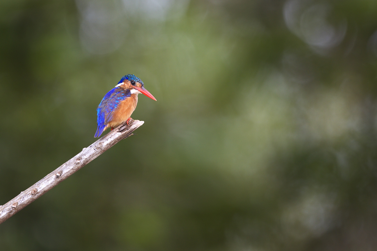 カンムリカワセミ Malachite Kingfisher : ぼちぼち、と