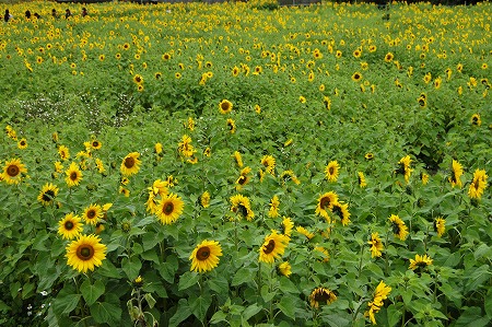 c0180460_145380.jpg