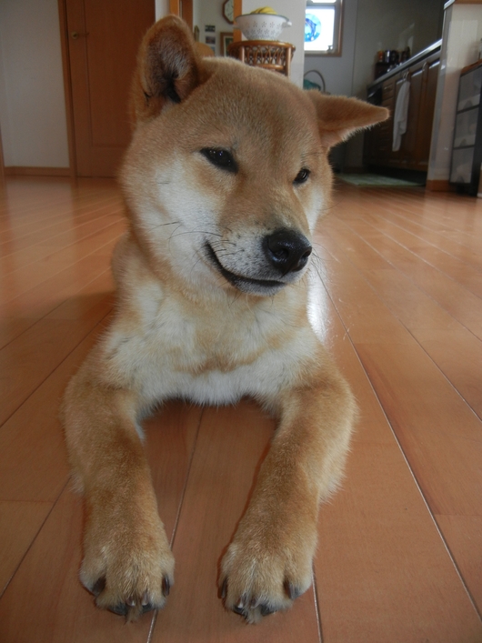 2月13日(日)今日も元気な遼くん!_f0060461_20185443.jpg