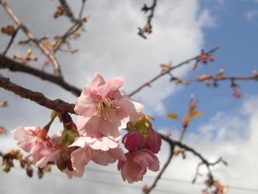 河津桜を見に行ったよ！_a0109467_23355966.jpg