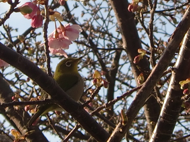 河津桜を見に行ったよ！_a0109467_23435444.jpg