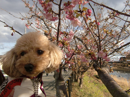 河津桜を見に行ったよ！_a0109467_2345247.jpg