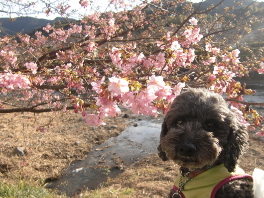 河津桜を見に行ったよ！_a0109467_2346434.jpg