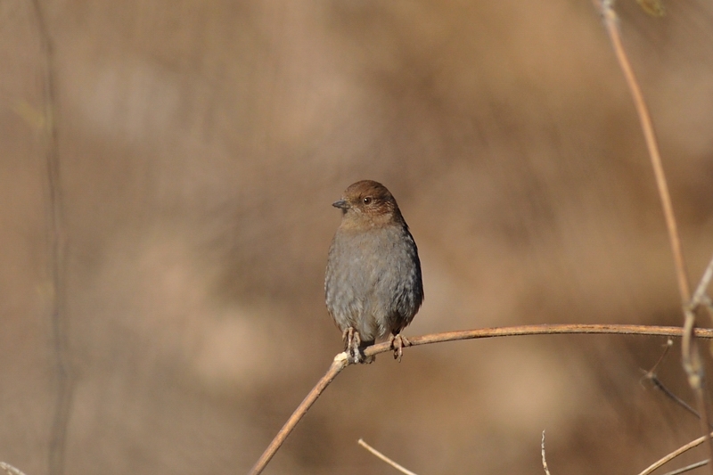 カヤクグリ_f0053272_2235395.jpg